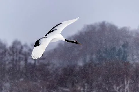 The Red-crowned Crane Stock Photos