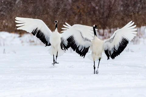 The Red-crowned Crane Stock Photos
