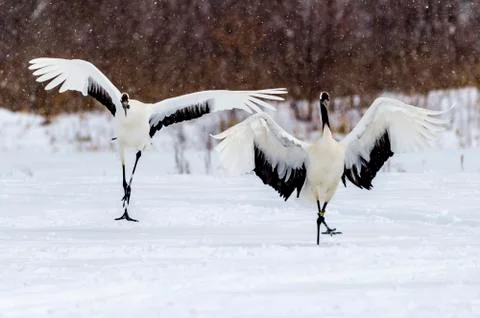 The Red-crowned Crane Foto stock