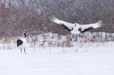 The Red-crowned Crane Stock Photos