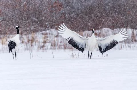 The Red-crowned Crane Stock Photos