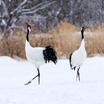 The Red-crowned Crane Stock Photos