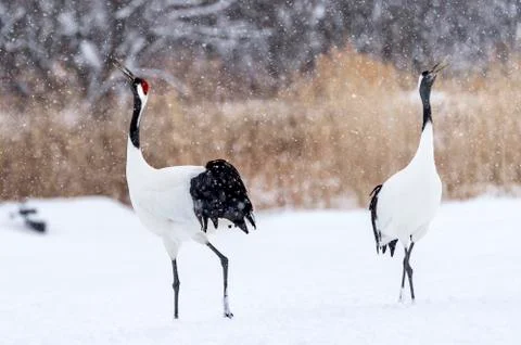 The Red-crowned Crane Stock Photos