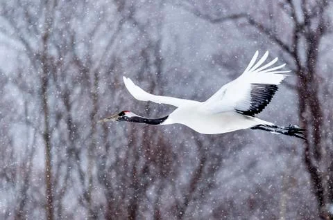 The Red-crowned Crane Stock Photos