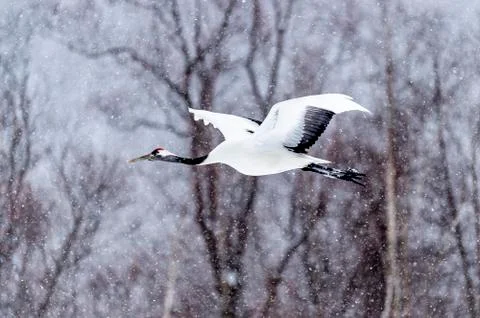 The Red-crowned Crane Stock Photos