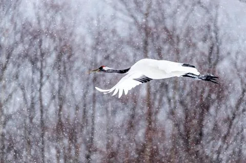 The Red-crowned Crane Stock Photos