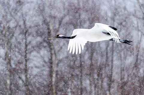 The Red-crowned Crane Stock Photos