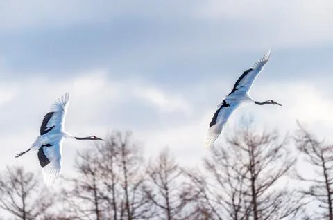 The Red-crowned Crane Stock Photos