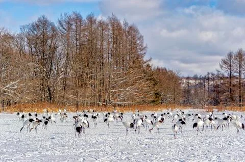 The Red-crowned Crane Stock Photos