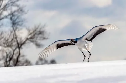 The Red-crowned Crane Stock Photos