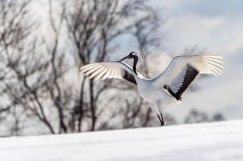 The Red-crowned Crane Stock Photos