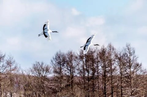 The Red-crowned Crane Stock Photos