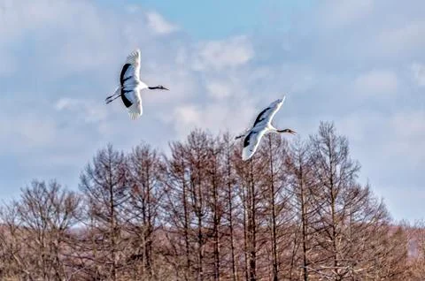 The Red-crowned Crane Stock Photos