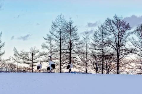 The Red-crowned Crane Stockfoto's