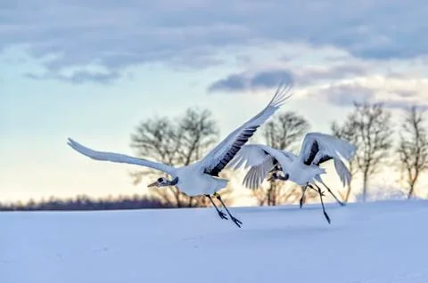 The Red-crowned Crane Stock Photos
