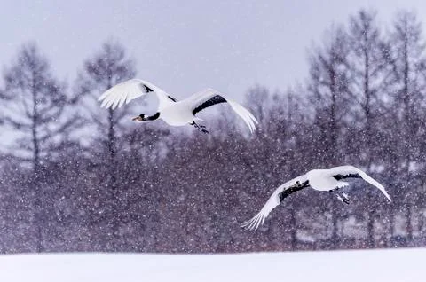 The Red-crowned Crane Foto stock