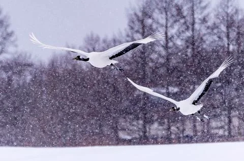 The Red-crowned Crane Foto stock