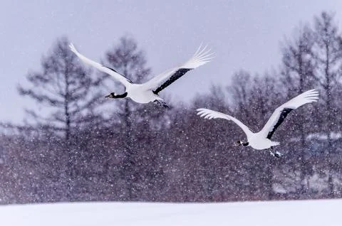 The Red-crowned Crane Stock Photos