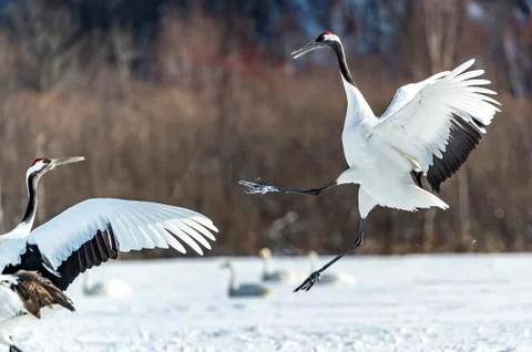 The Red-crowned Crane Stock Photos