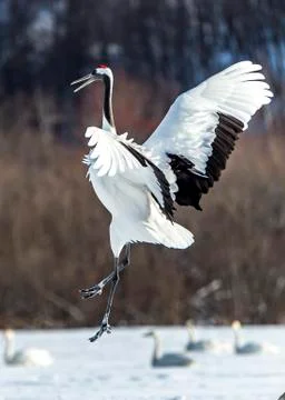 The Red-crowned Crane Stockfoto's