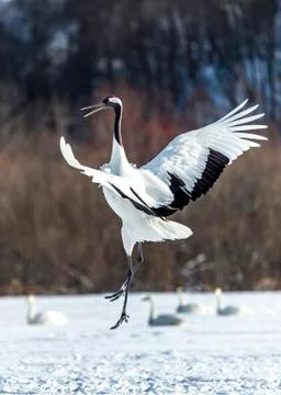 The Red-crowned Crane Stock Photos