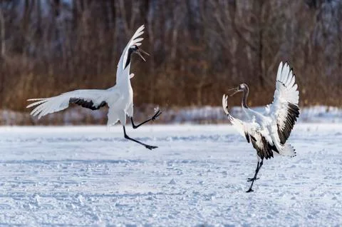 The Red-crowned Crane Stock Photos
