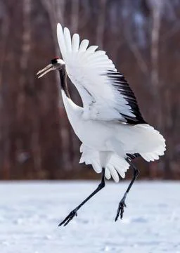 The Red-crowned Crane Stock Photos
