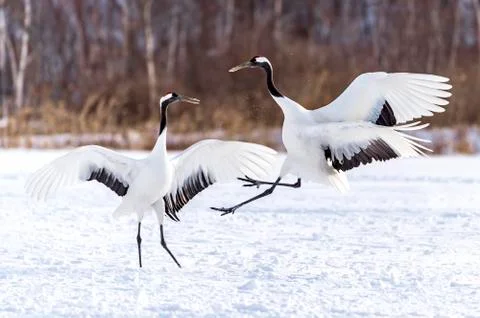 The Red-crowned Crane Stock Photos