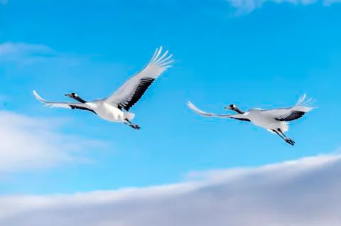 The Red-crowned Crane Stock Photos