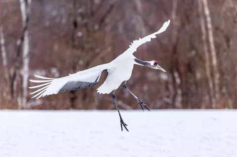 The Red-crowned Crane Stock Photos