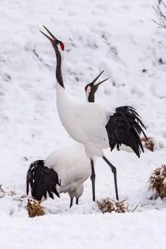 The Red-crowned Crane Stock Photos