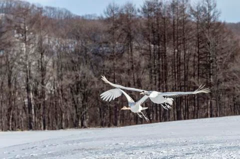 The Red-crowned Crane Stock Photos