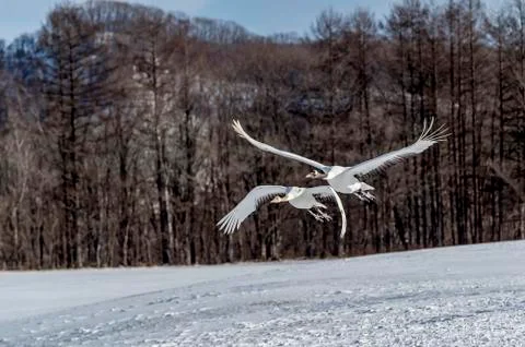 The Red-crowned Crane Stock Photos