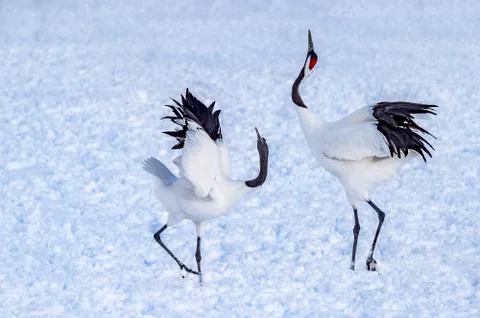 The Red-crowned Crane Stock Photos