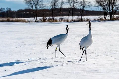 The Red-crowned Crane Stock Photos
