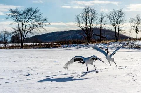 The Red-crowned Crane Stock Photos
