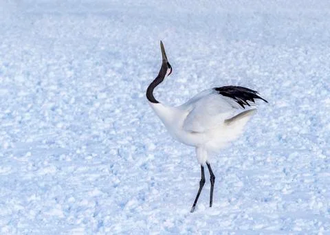 The Red-crowned Crane Stock Photos