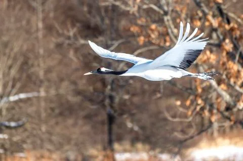The Red-crowned Crane Stock Photos