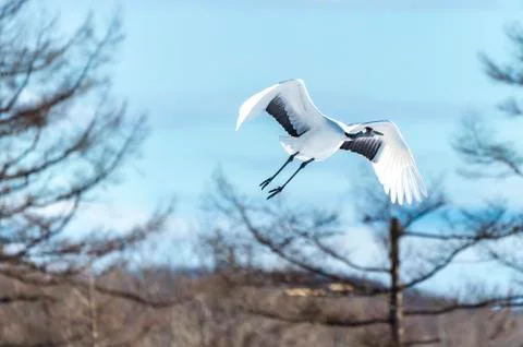 The Red-crowned Crane Stock Photos