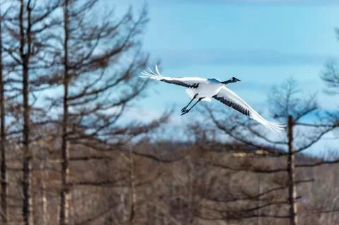 The Red-crowned Crane Stock Photos