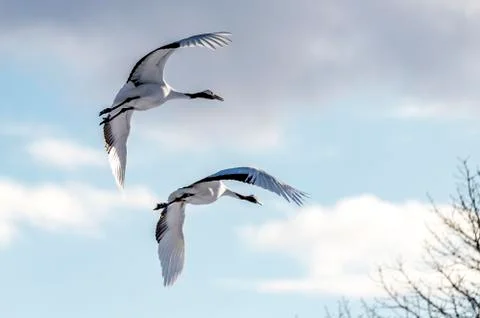The Red-crowned Crane Stock Photos