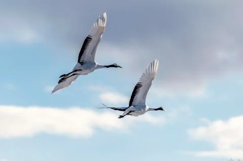 The Red-crowned Crane Stock Photos