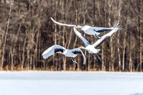 The Red-crowned Crane Stock Photos