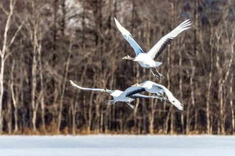 The Red-crowned Crane Stock Photos