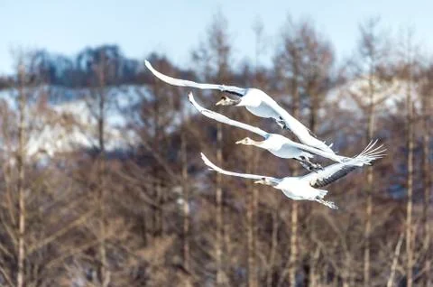 The Red-crowned Crane Stock Photos