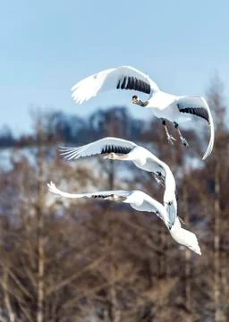 The Red-crowned Crane Stock Photos