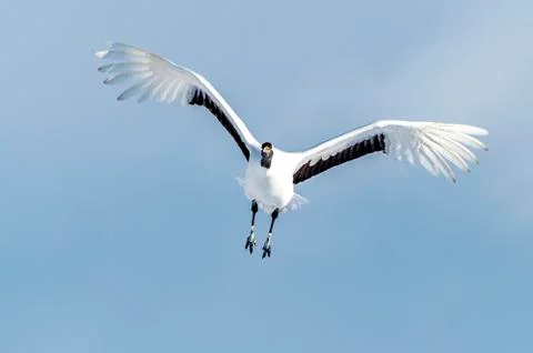 The Red-crowned Crane Stock Photos