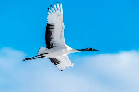The Red-crowned Crane Stock Photos