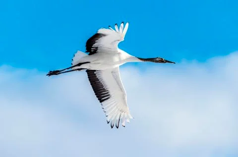 The Red-crowned Crane Stock Photos