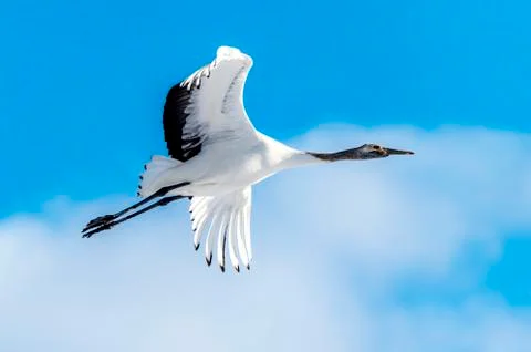 The Red-crowned Crane Stock Photos